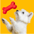 img-Juguetes para mascotas